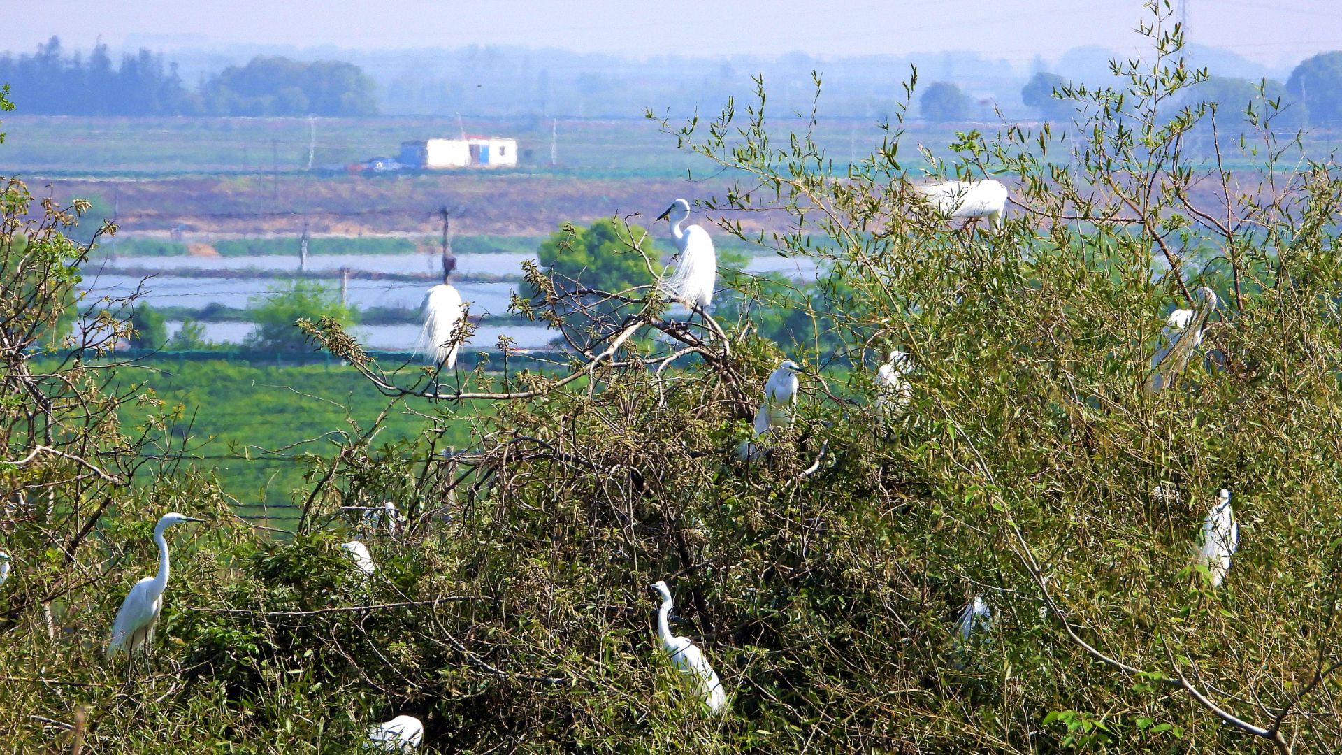 读图丨江西象山森林公园迎来了大批夏候鸟|森林公园_新浪财经_新浪网