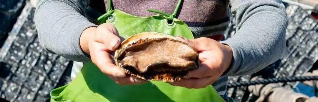 〈强大的品牌背书，专注高品质鲍鱼食品〉