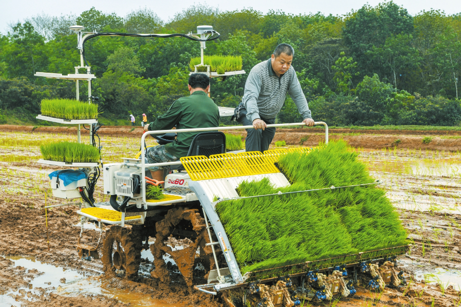近日,琼山区甲子镇新民农场白石村的水田里,工人使用水稻插秧机进行