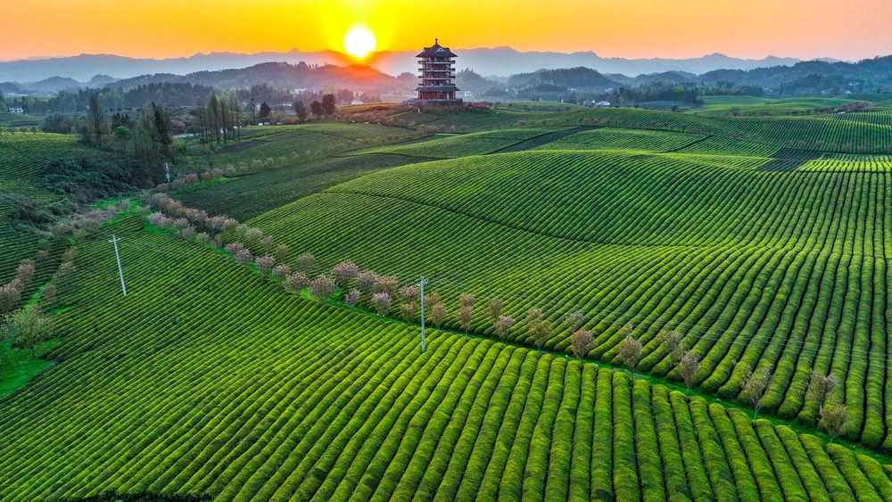 贵州省湄潭县永兴镇万亩茶海(无人机全景照片,2023年4月4日摄).