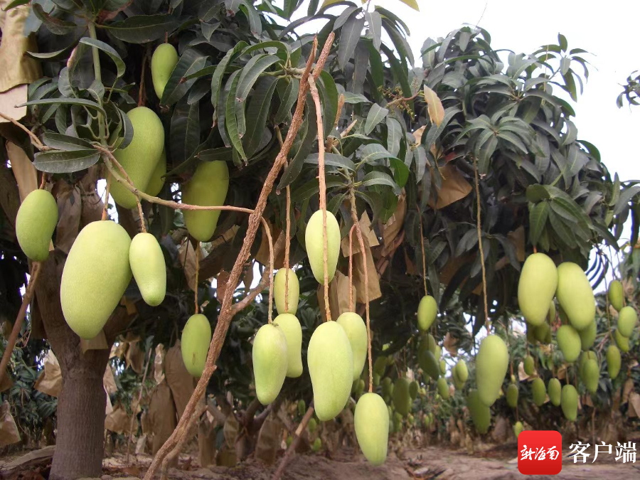 广东省科学院南繁种业研究所芒果基地里,芒果树上挂满了金煌芒.
