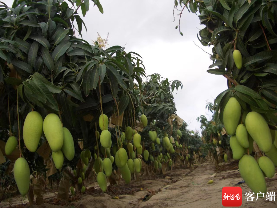 广东省科学院南繁种业研究所芒果基地里,芒果树上挂满了金煌芒.