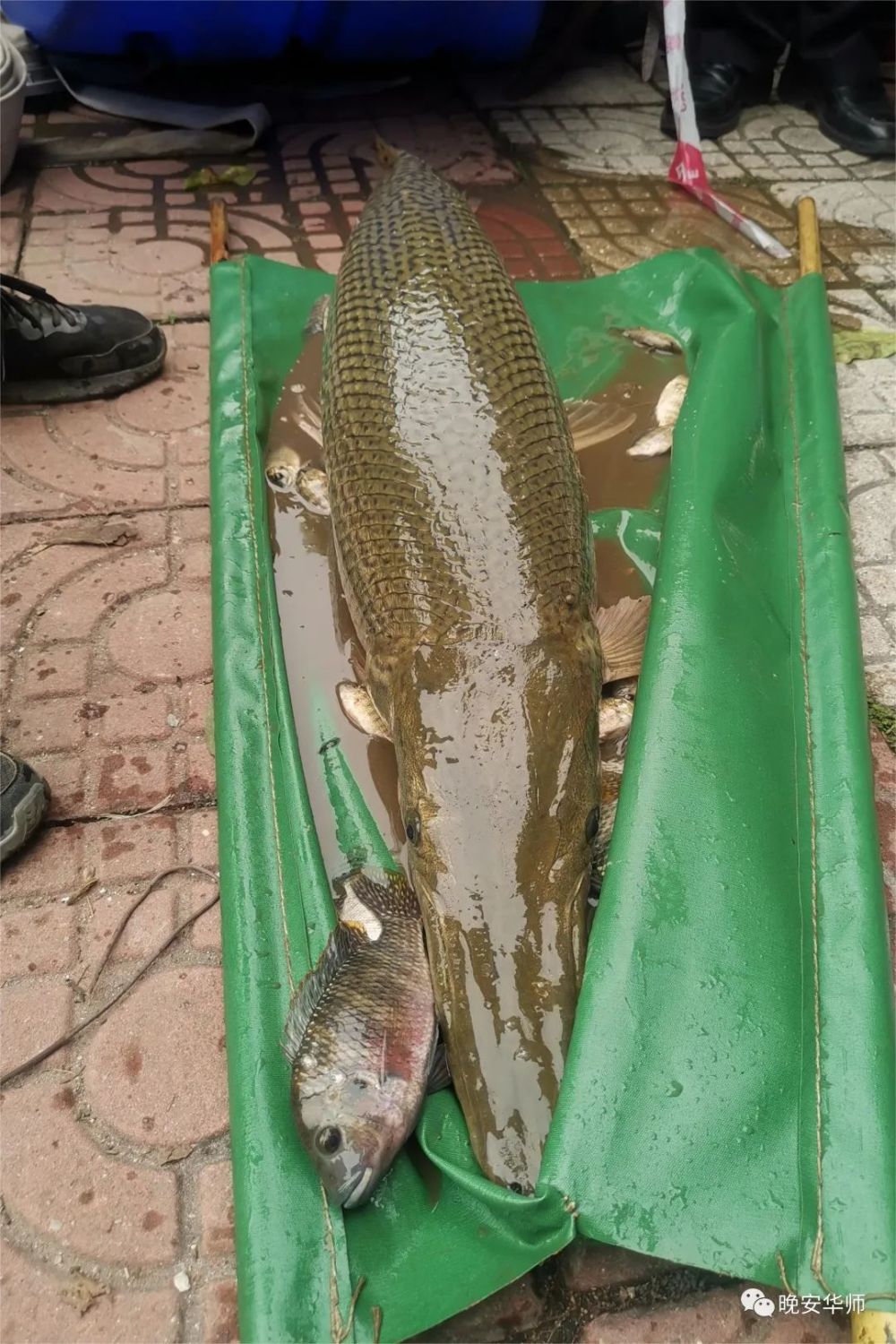 广州一高校中心湖发现鳄雀鳝长1.26米重约40斤,排干湖水后被捕上岸