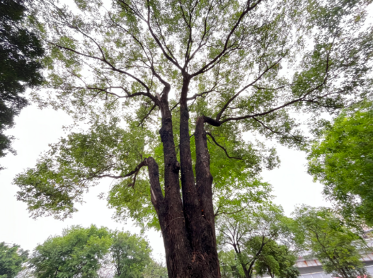 樹說廣州 | 百歲古樟 枝繁葉茂 - 新浪香港