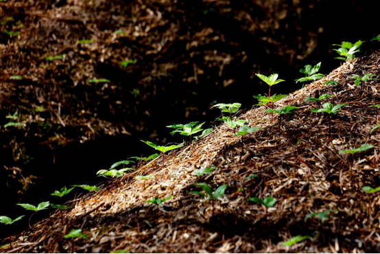 (无量药谷的三七幼苗)