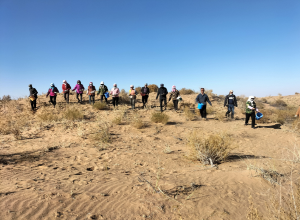 2022秋季八步沙林场职工在封育区播撒草籽