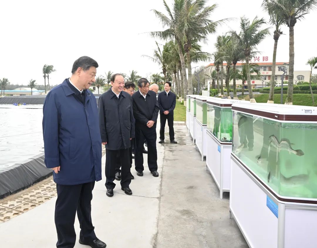 这是习近平总书记4月10日在广东省湛江市国家863计划项目海水养殖种子工程南方基地了解当地发展海洋渔业情况。新华社记者 李学仁 摄