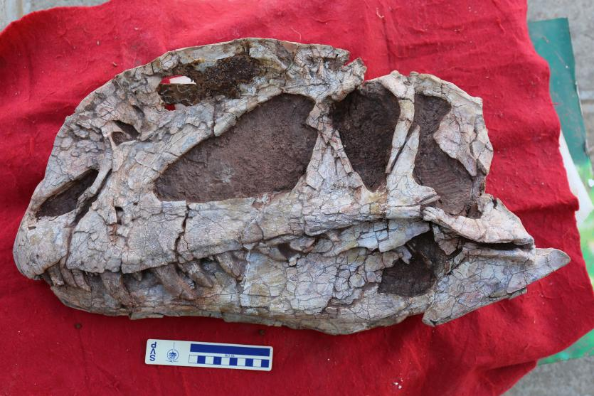 2015年发现的三叠中国龙完整头骨化石（禄丰市恐龙化石保护研究中心供图）