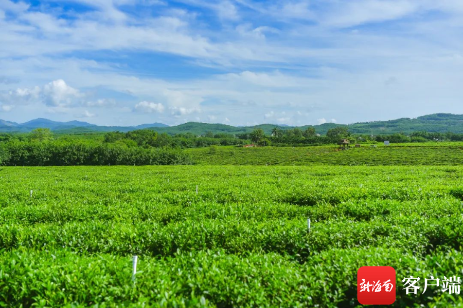白沙正在种植的茶园。白沙融媒体中心供图