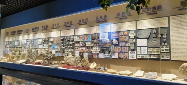 (图片由柳江地学博物馆提供)