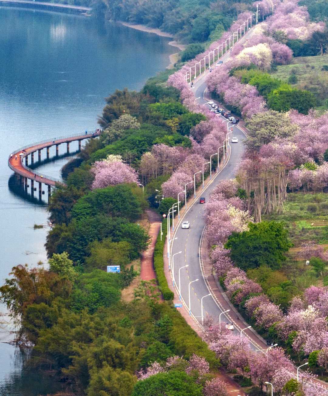 4月12日,广西柳州市环江滨水大道洋紫荆花盛开.
