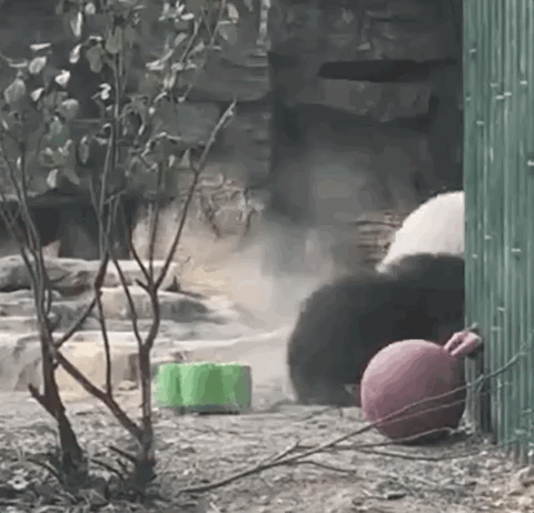 △自带霸气的出场