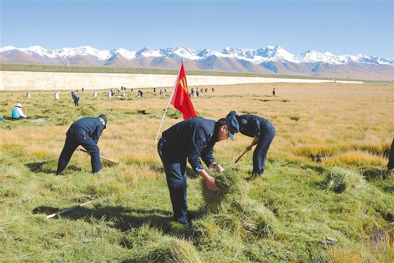 图为当雄县公安局乌玛塘乡派出所组织民警深入村组,帮助群众收割牧草.