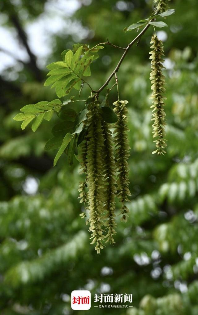 枫杨树满树花开|图集_新浪财经_新浪网