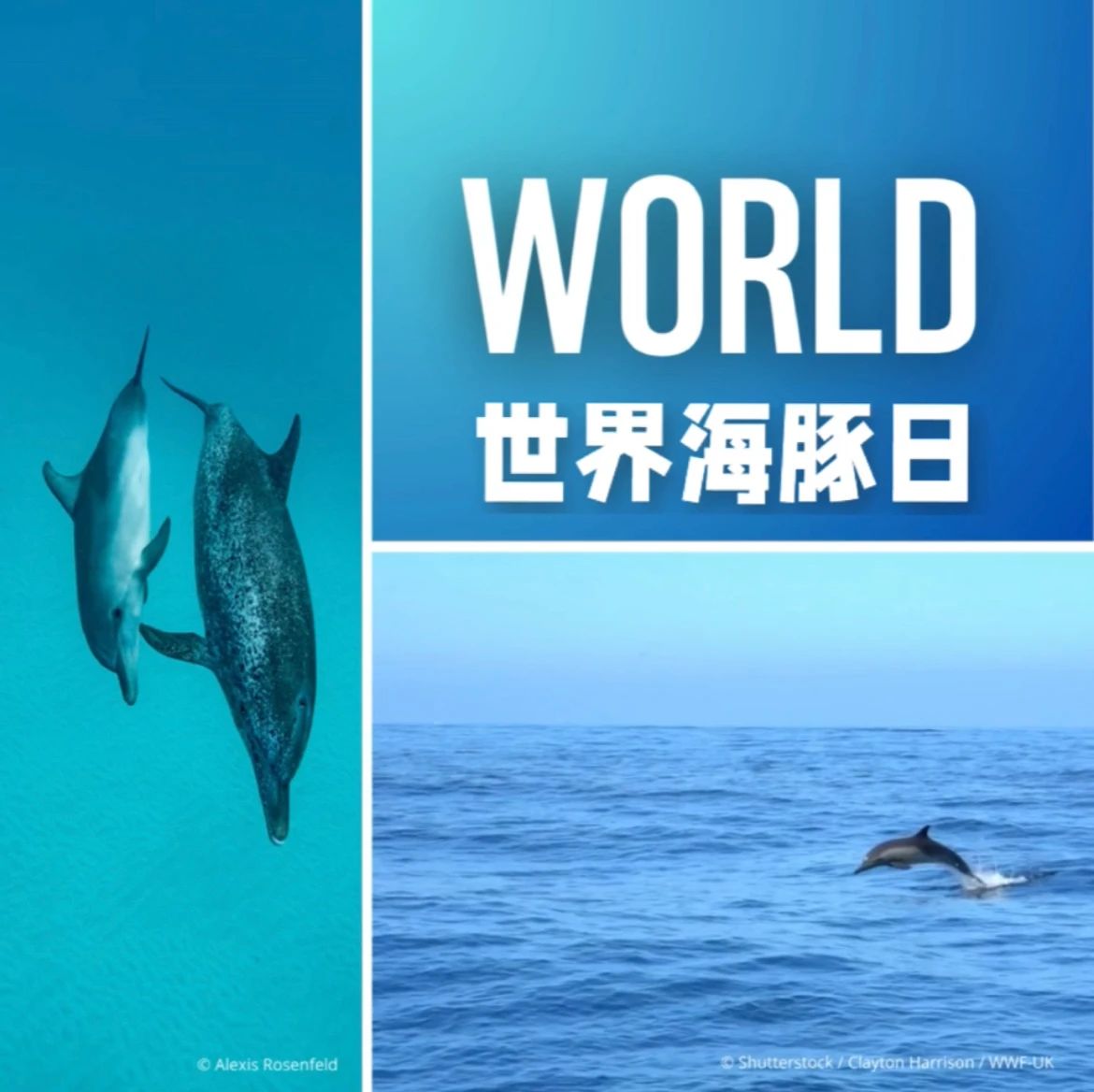 世界海豚日|共同努力,守护豚豚们畅游蔚蓝之境|海豚_新浪财经_新浪网