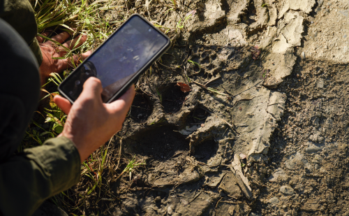 （悦刻巡护队在镇安岭村发现东北虎“光顾”过的足迹）