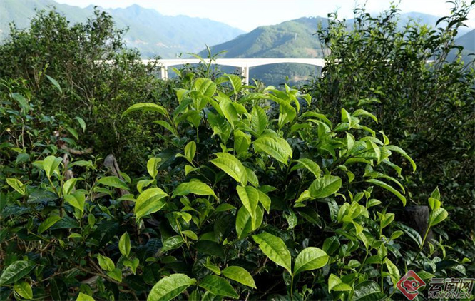 临沧昔归古茶园 杨峥&nbsp;摄