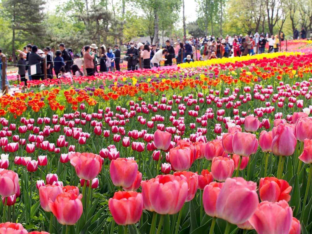 北京:国家植物园郁金香花海吸引游客|北京市_新浪财经_新浪网