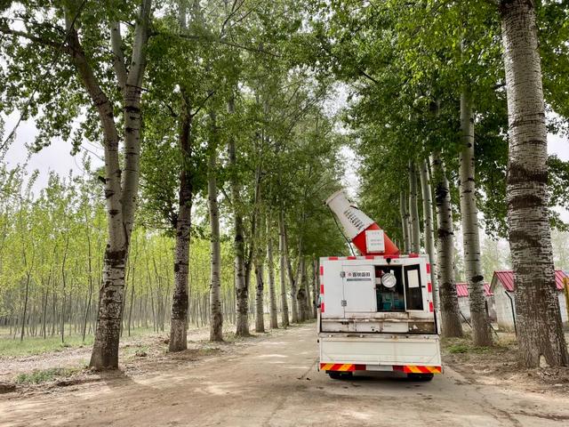 北方多地杨柳絮进入飞舞期烦人的白毛毛有何治理新招