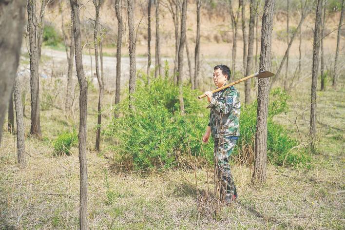 长直乡护林员张卫平在划分的责任区巡山