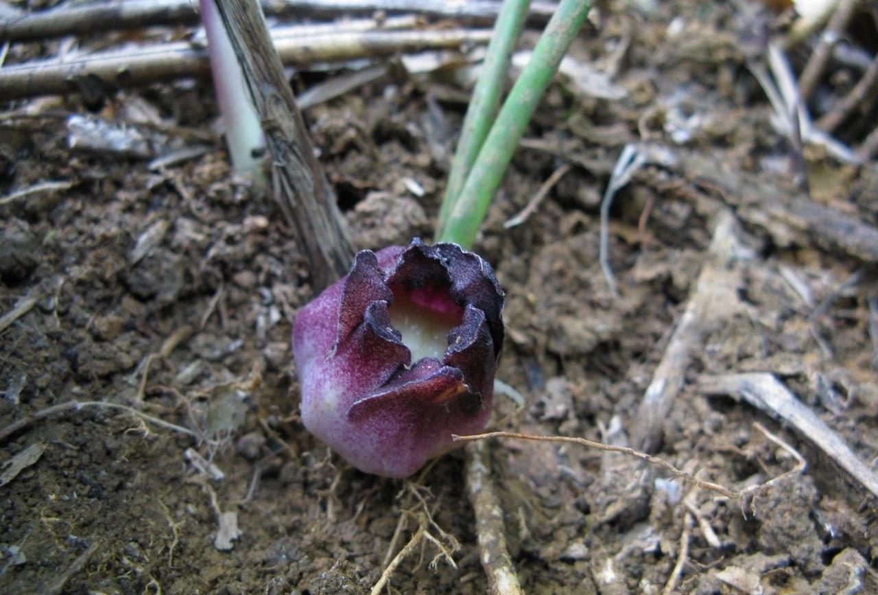广西发现植物新物种"卵药蜘蛛抱蛋"|广西_新浪财经_新浪网