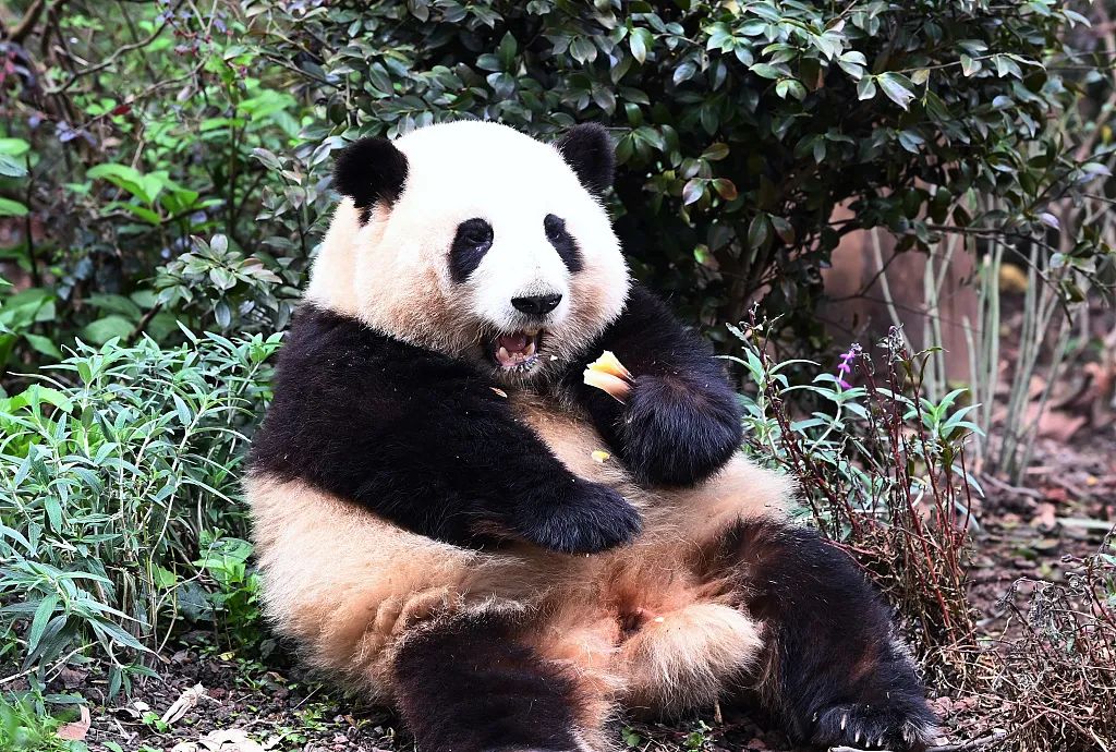 四川成都大熊猫繁育研究基地,网红大熊猫"和花"(花花)