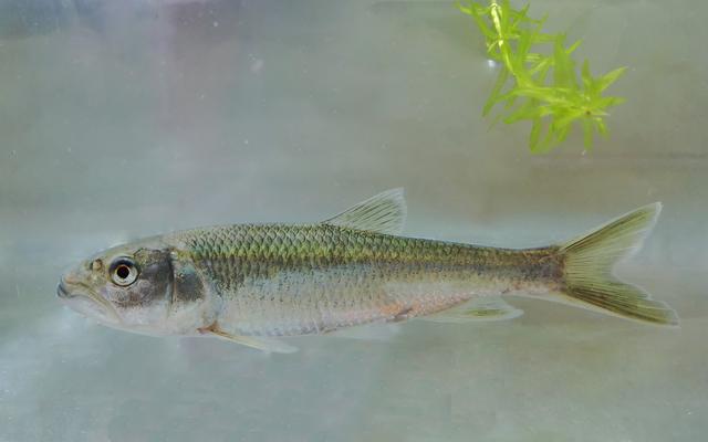 马口鱼.北京市水文总站供图