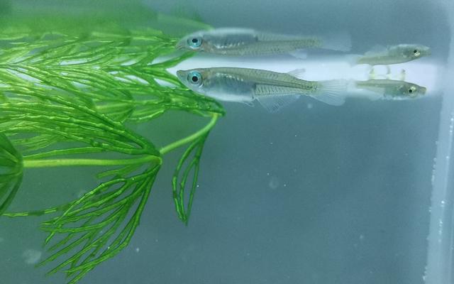 北京有个本地鱼类贝类基因库,已"现身"的61种鱼都是啥?