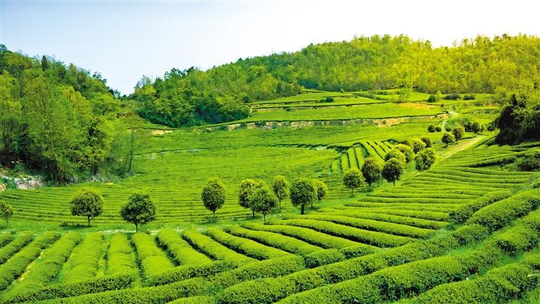 位于金沙县岚头镇三桥社区的贵州金沙贡茶茶业有限公司茶叶基地.