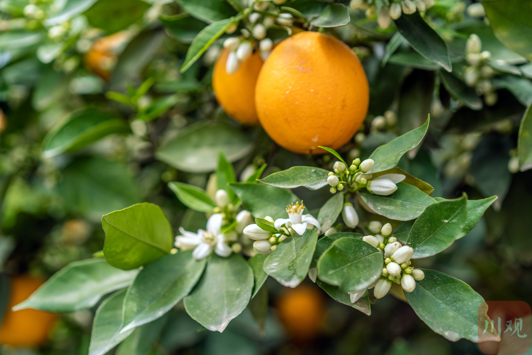 柑橘"花果同树"奇景带火农旅经济_新浪财经_新浪网