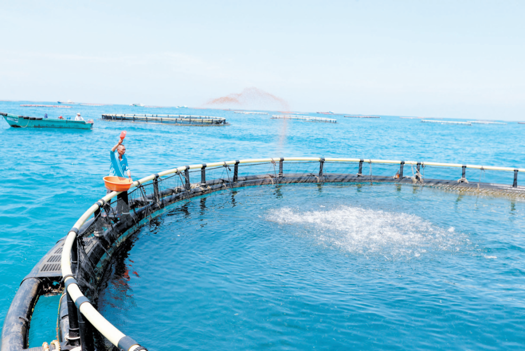 今日,三亚海宝近海养殖专业合作社渔民在为西岛海域