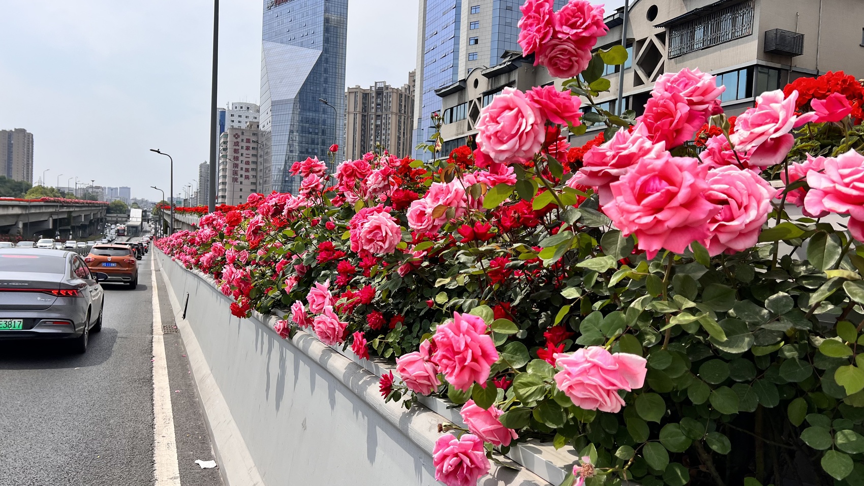 数数城市景观中的那些花儿|花卉_新浪财经_新浪网