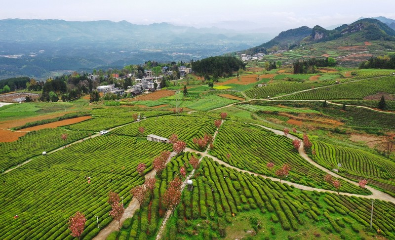 贵州省铜仁市石阡县的国家现代农业产业园。满帮集团供图