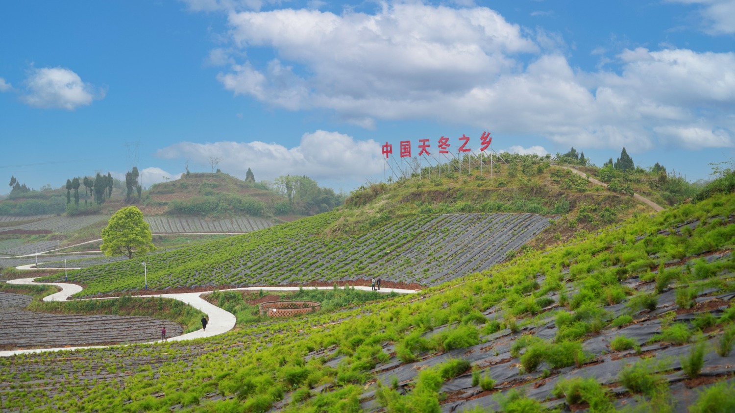 内江市东兴区:天冬产业助力打造"中国甜食之都"_新浪财经_新浪网