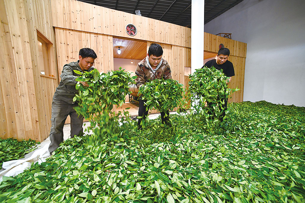 在福建省武夷山市洋庄乡浆溪村,茶农在做茶. 姜克红 摄