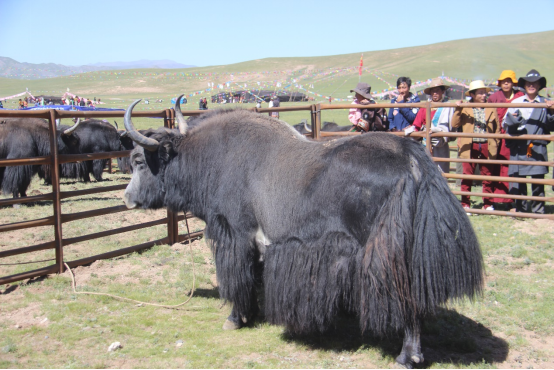 青海玉树牦牛