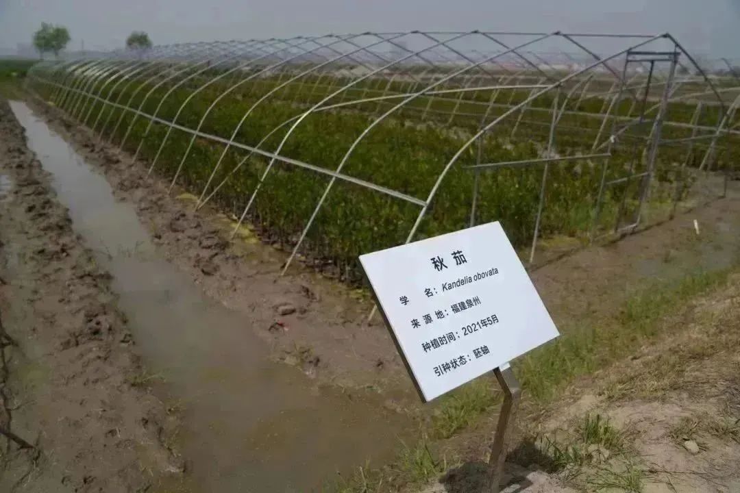 “走近红树林 · 传承钟扬梦”——上海梦想成真公益基金会与复旦大学行知课建设团队共赴临港试验基地考察_手机新浪网