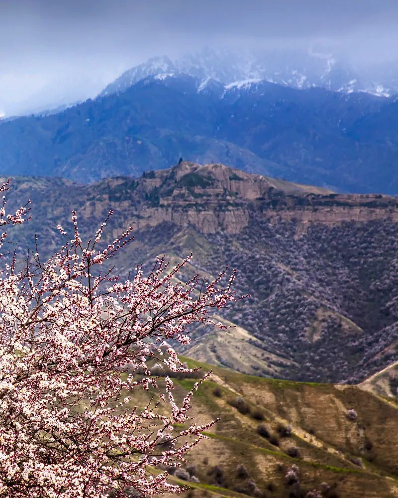 《大西沟杏花》 车静摄 拍摄地:伊犁哈萨克自治州霍城县