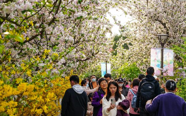 ▲4月5日，人们在北京元大都城垣遗址公园赏花。图/新华社