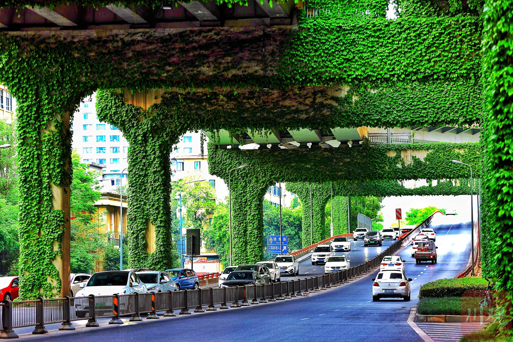 成都二环路高架桥下满壁的爬山虎,充满生机,带着满眼的翠绿扑面而来.