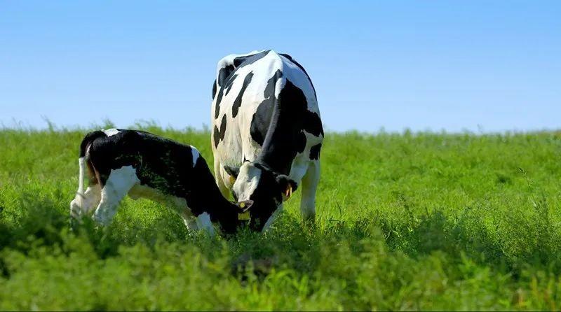 11年专注“零添加”赛道，辉山牛奶打造多元产品矩阵