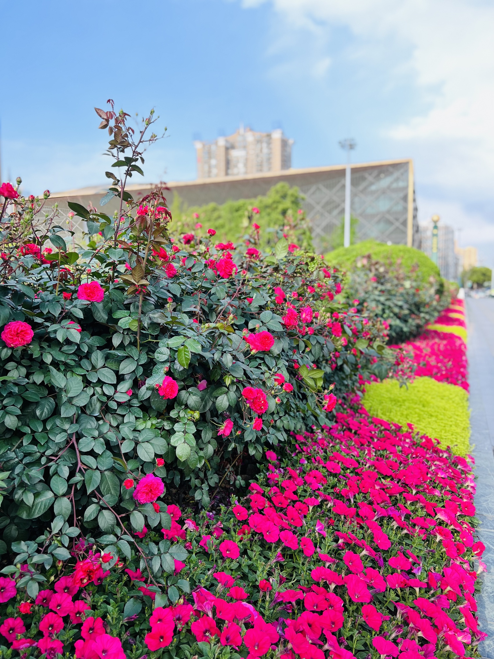 成都天府广场上布置的花坛.