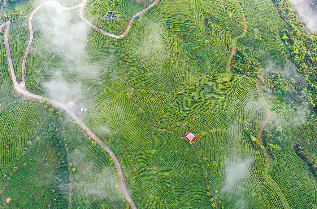 图为福建省福鼎市太姥山镇一处种植白茶的茶山. 林善传 摄