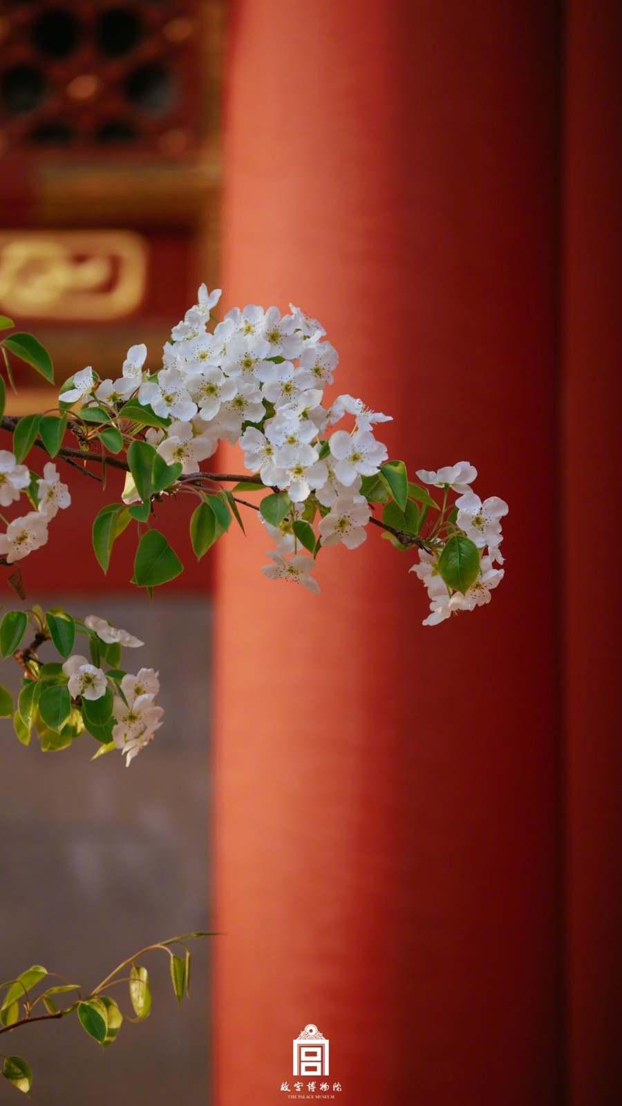 一秒感受绝美故宫花开