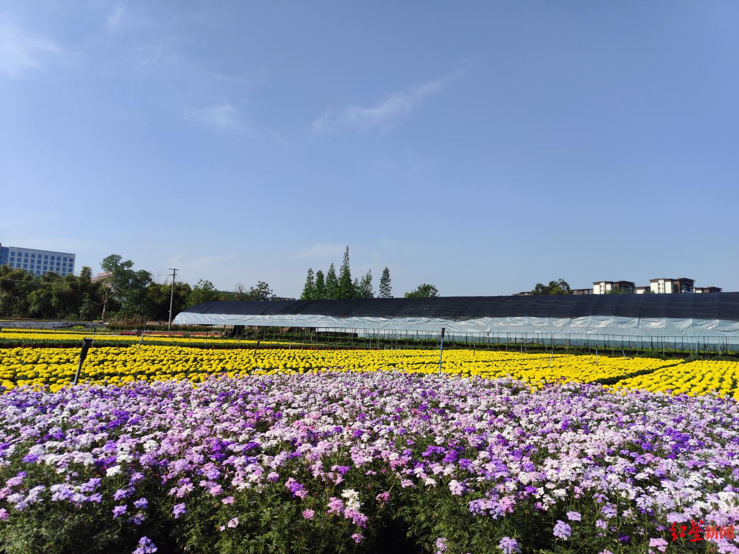 探访成都二环花环背后的苗圃百余个品种轮流绽放高山花卉也能在盆地