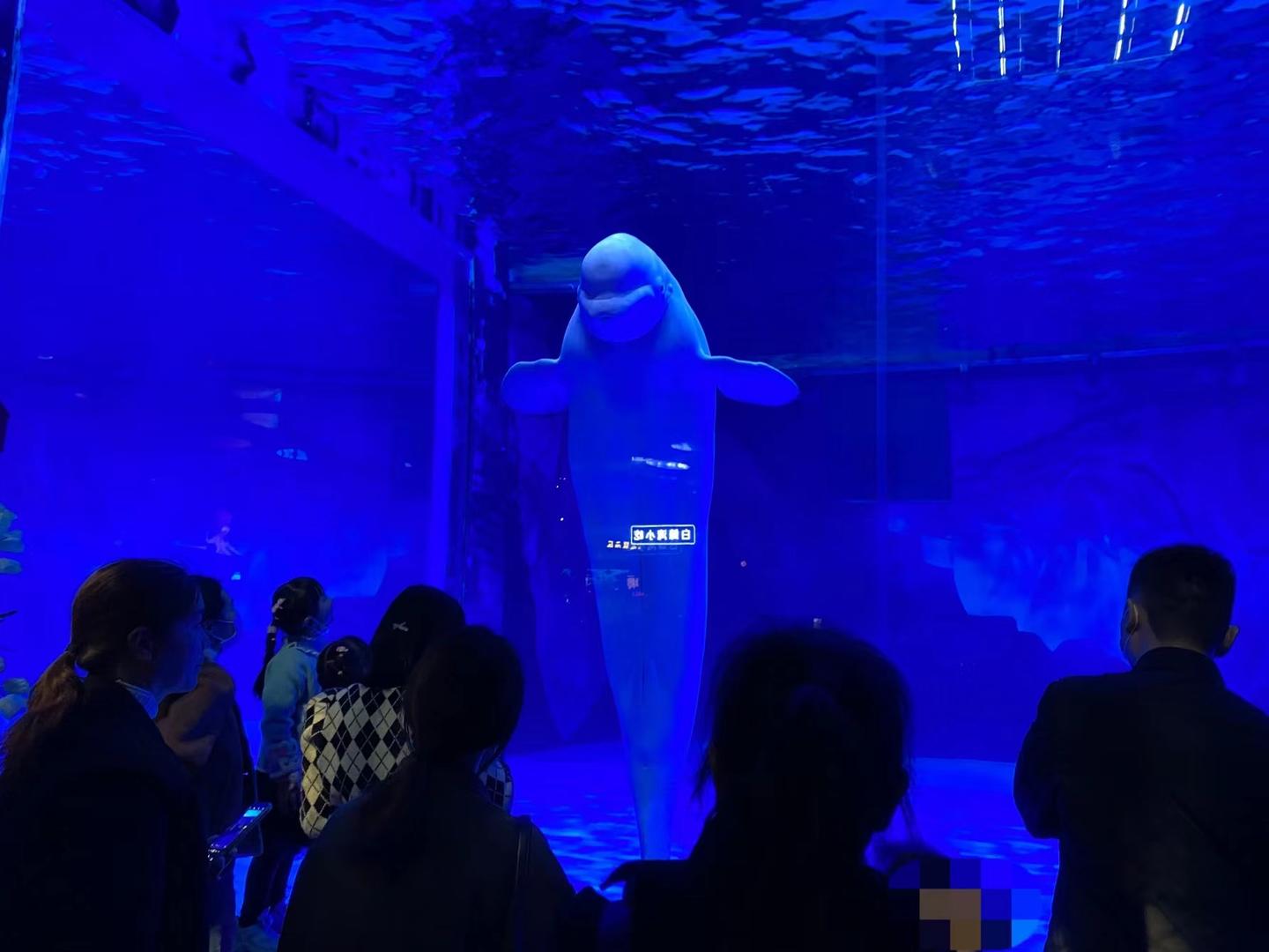 ↑海洋馆里，白鲸和游客们互相观望