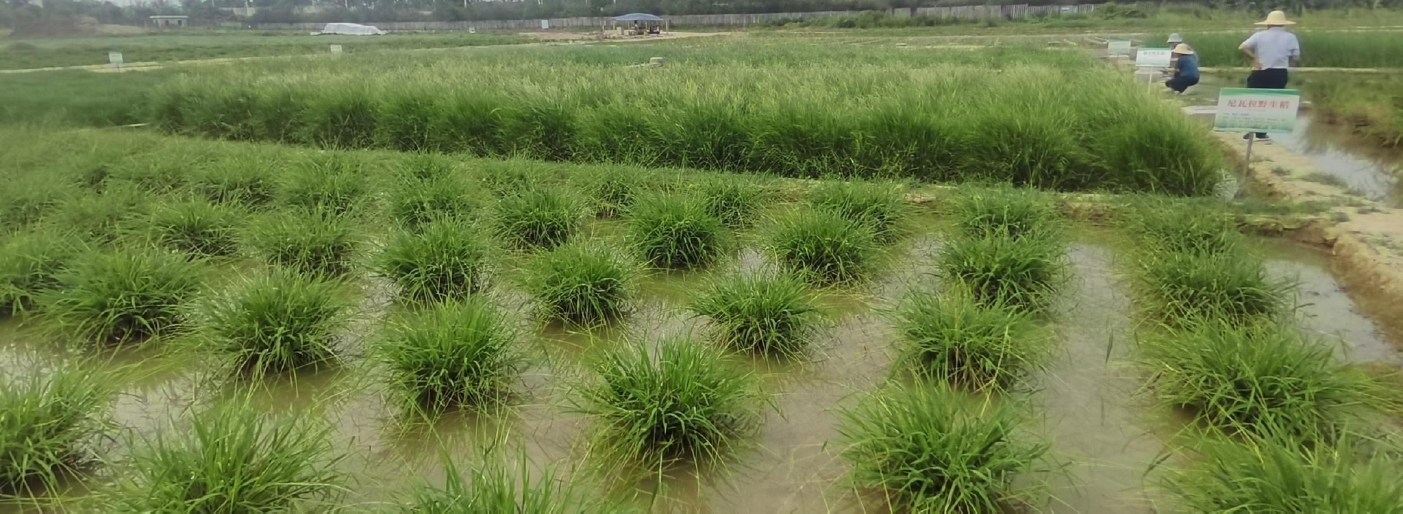 探访国家野生稻种质资源圃:已有21种野生稻1.3万份种质资源三亚安家|
