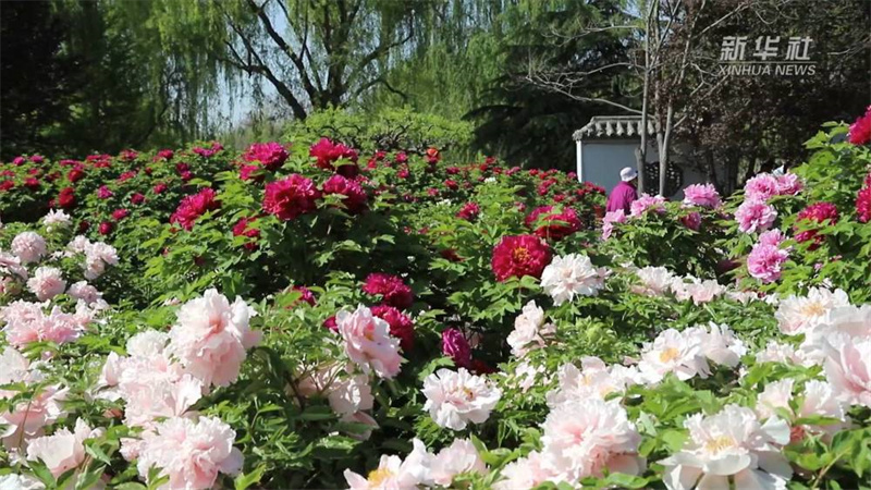 近日,河北省邢台市柏乡县汉牡丹园内,数万株牡丹花竞相绽放,吸引众多