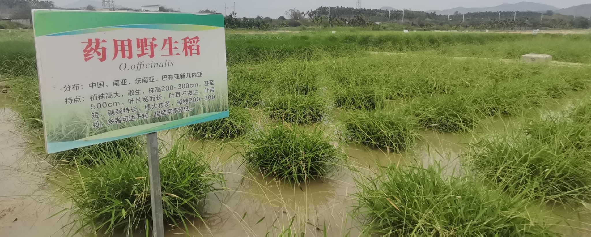 国家野生稻种质资源圃里保存的野生稻.记者 利声富 摄