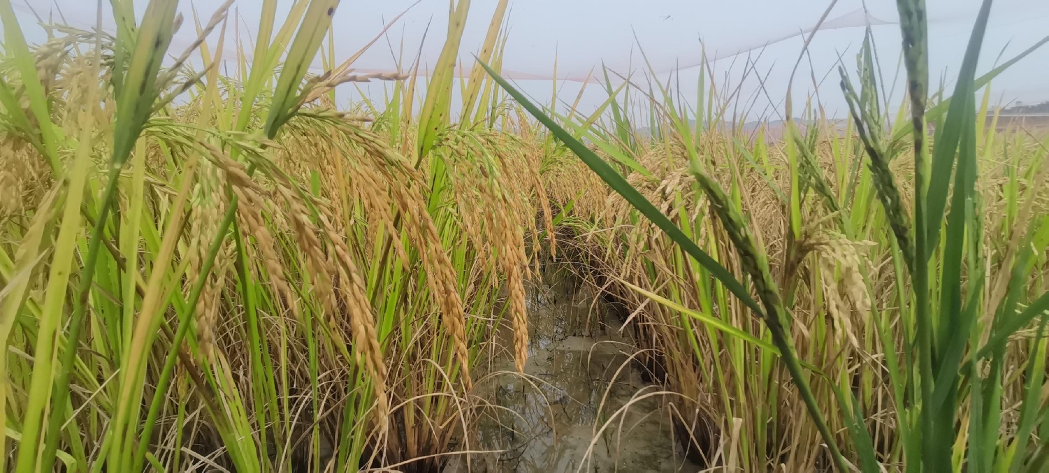 探访国家野生稻种质资源圃:已有21种野生稻1.3万份种质资源三亚安家|